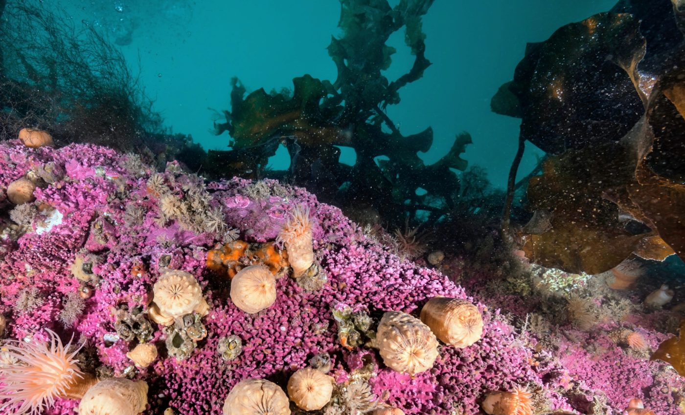 Mining the Arctic seabed threatens fragile ecosystems