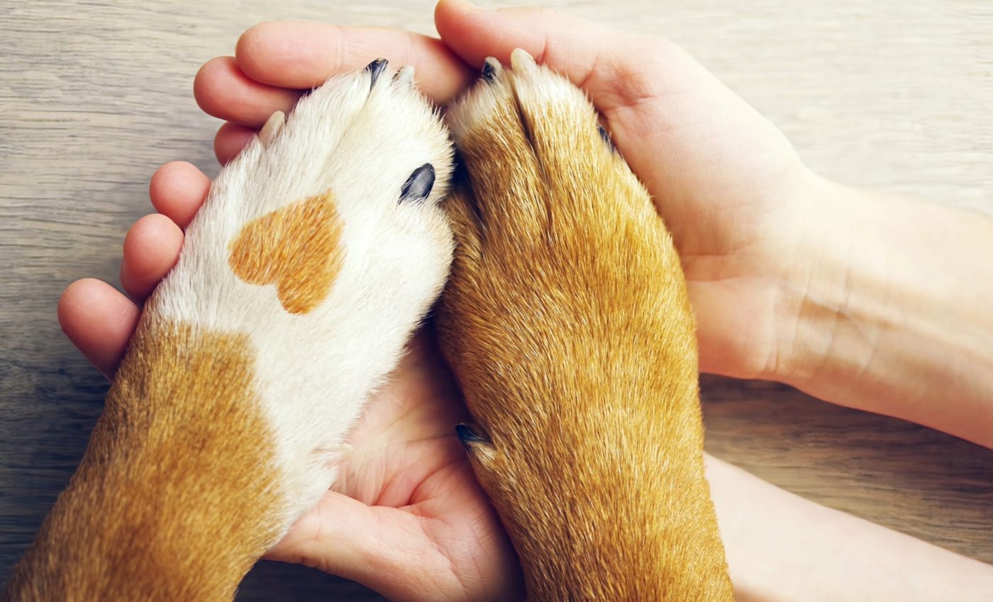 International Animal Rights Day 2024: Honoring animals with justice