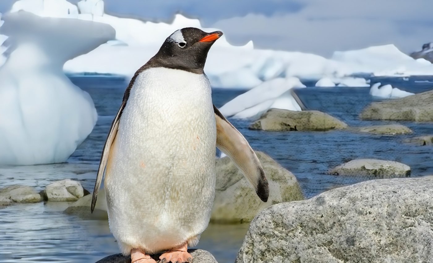 Shrinking sea ice: What record lows tell us about the future