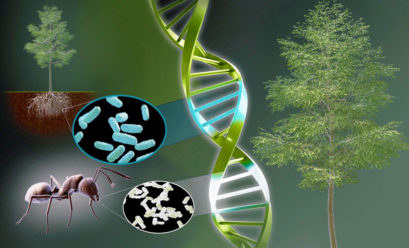 Huge discovery: 'Booster' gene makes plants and trees grows 200 percent taller