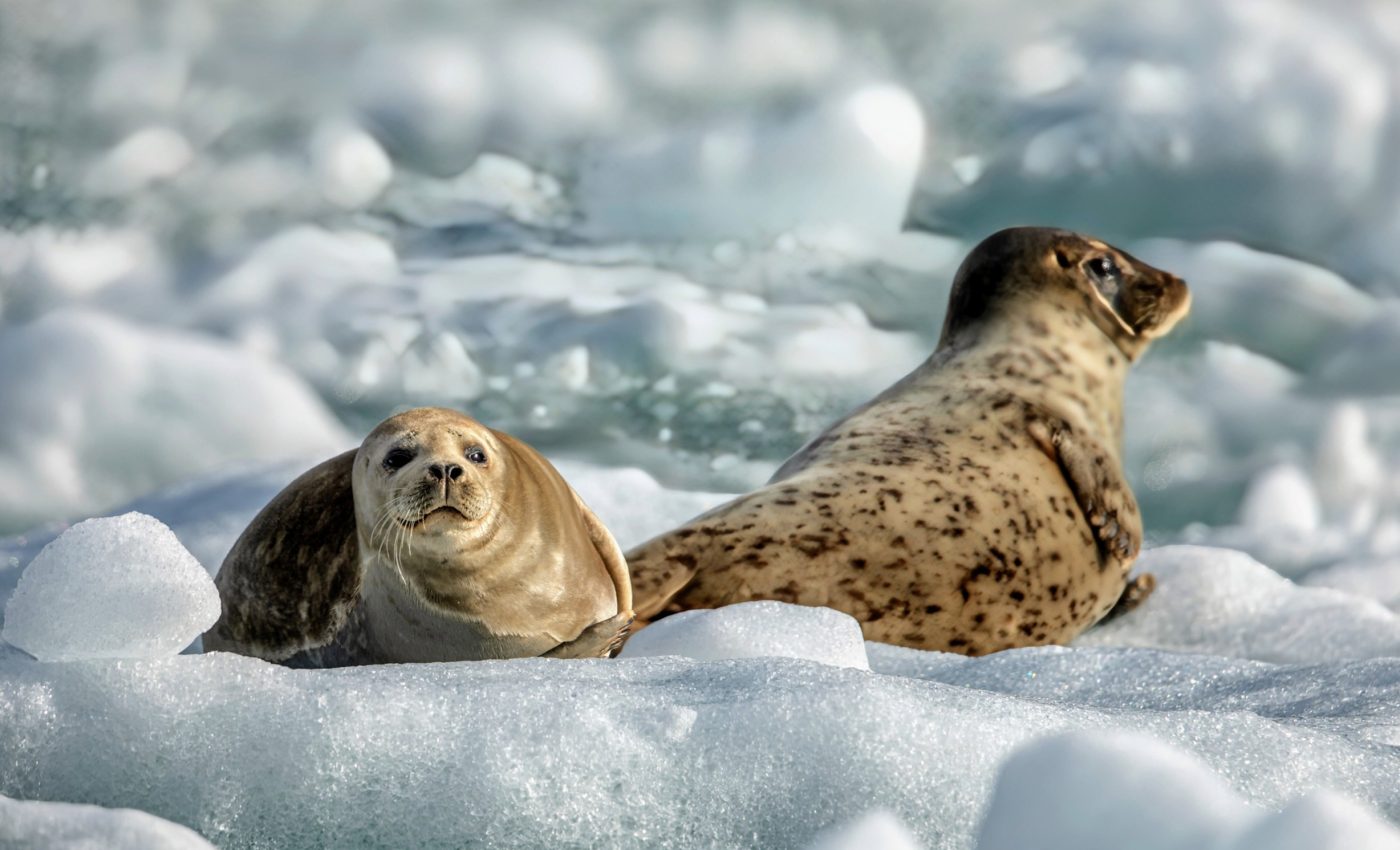 Harbor seals rely on icebergs for daily life, but their environment is changing