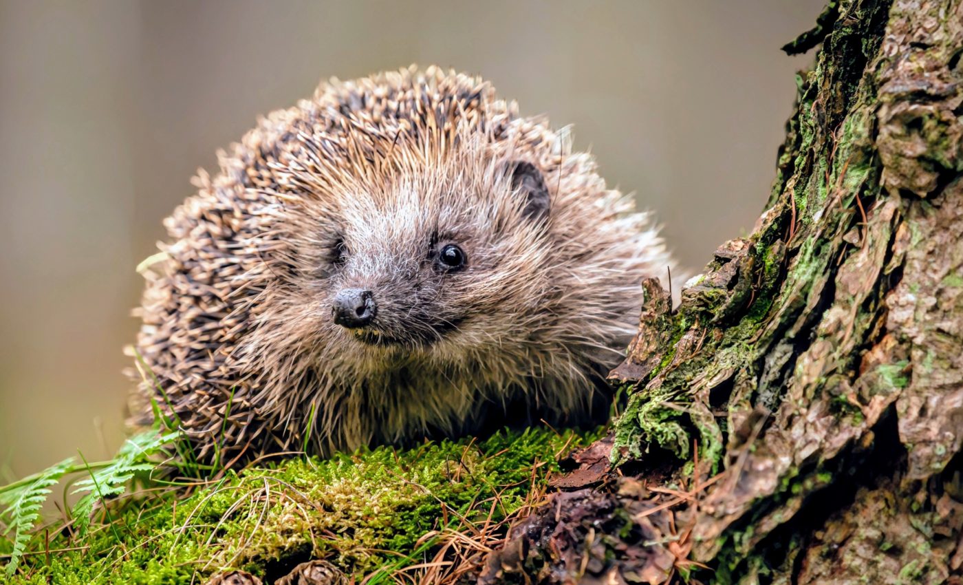 Hedgehogs have flexible hibernation habits that help them survive