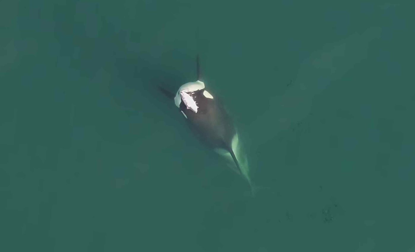 Photographer captures killer whales wearing fish hats