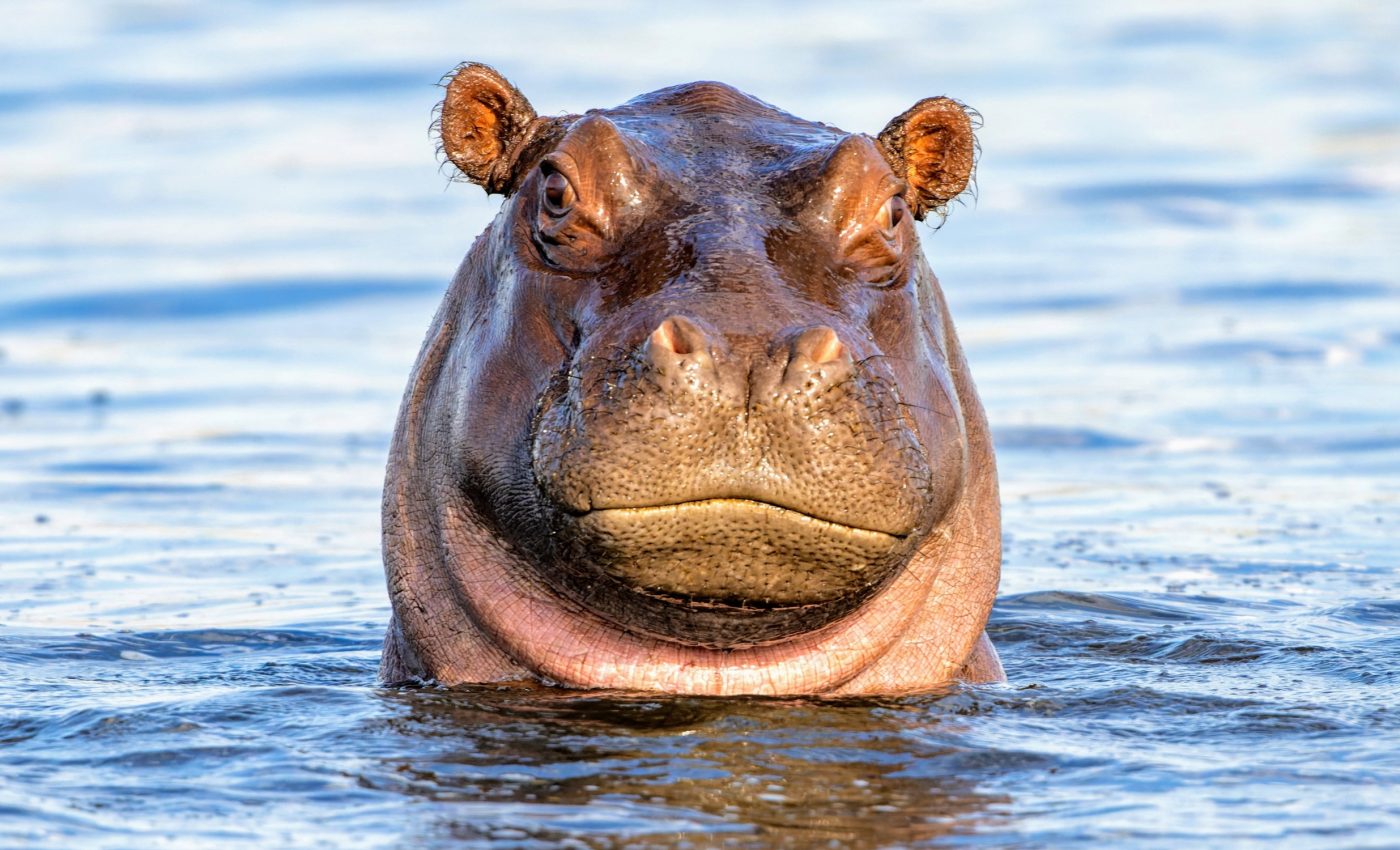 Missing data on hippos could push them closer to extinction