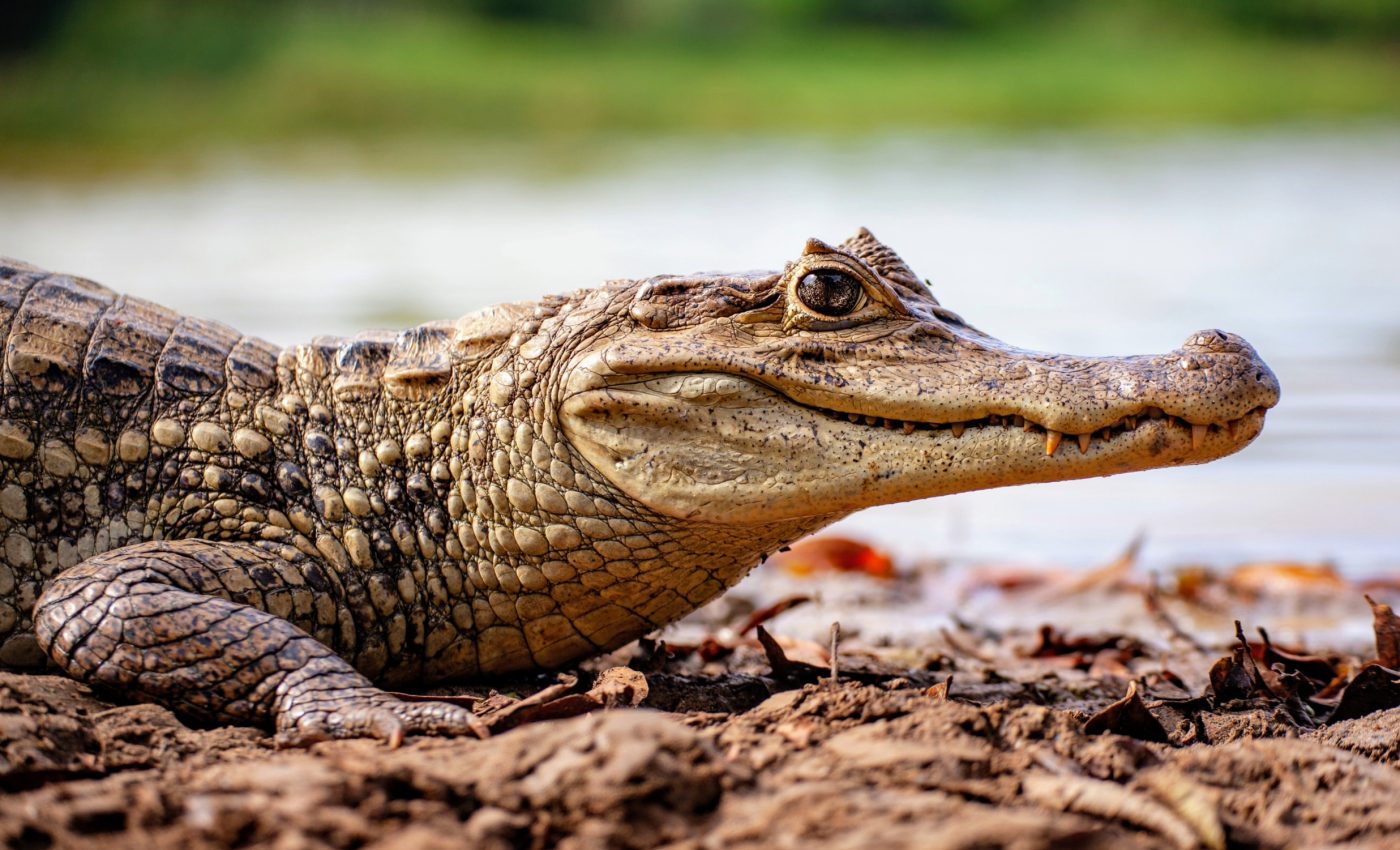 Crocodile scales are shaped by tissue growth, not genetics
