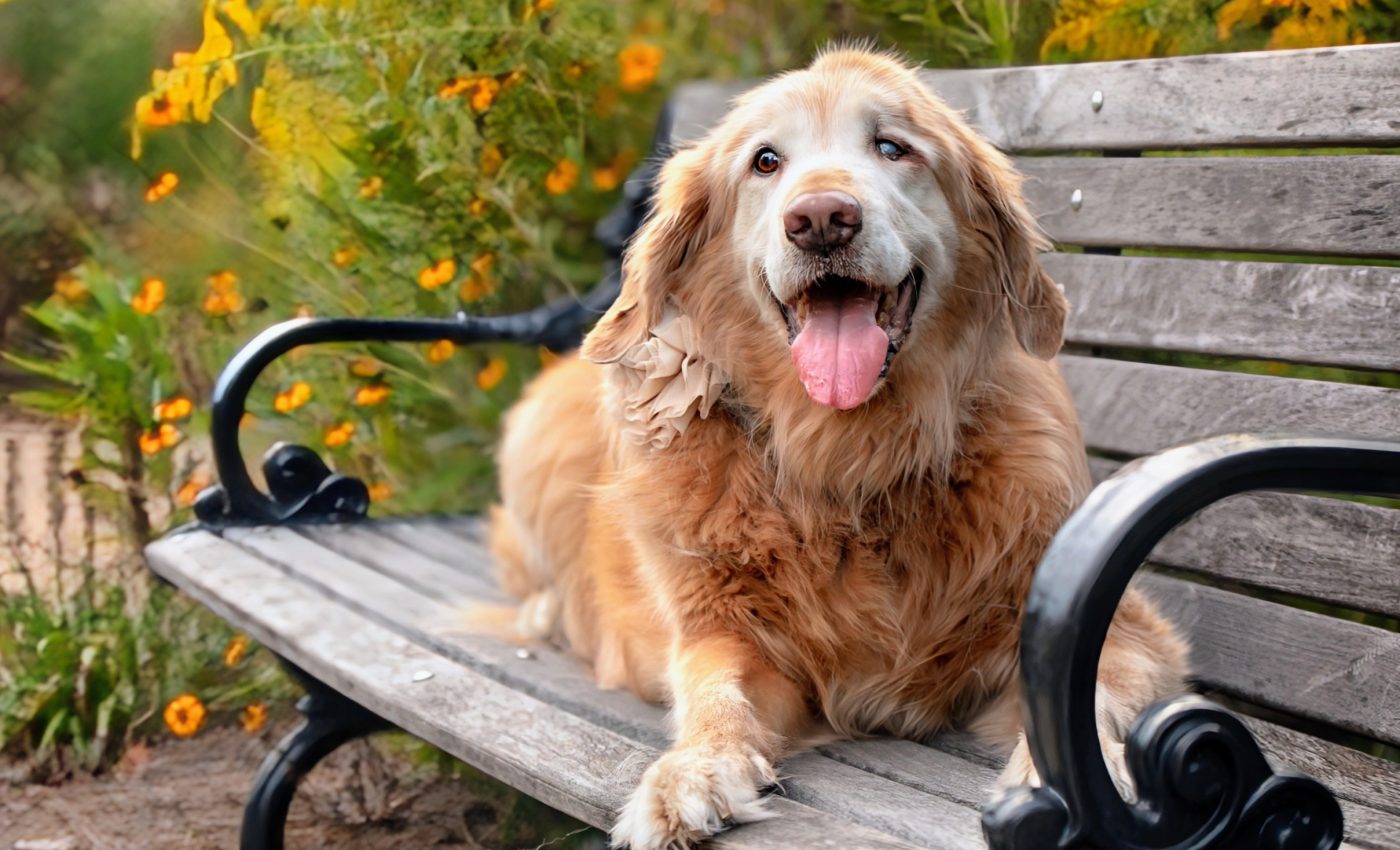 Dogs' healthcare needs change as they enter 'old age'