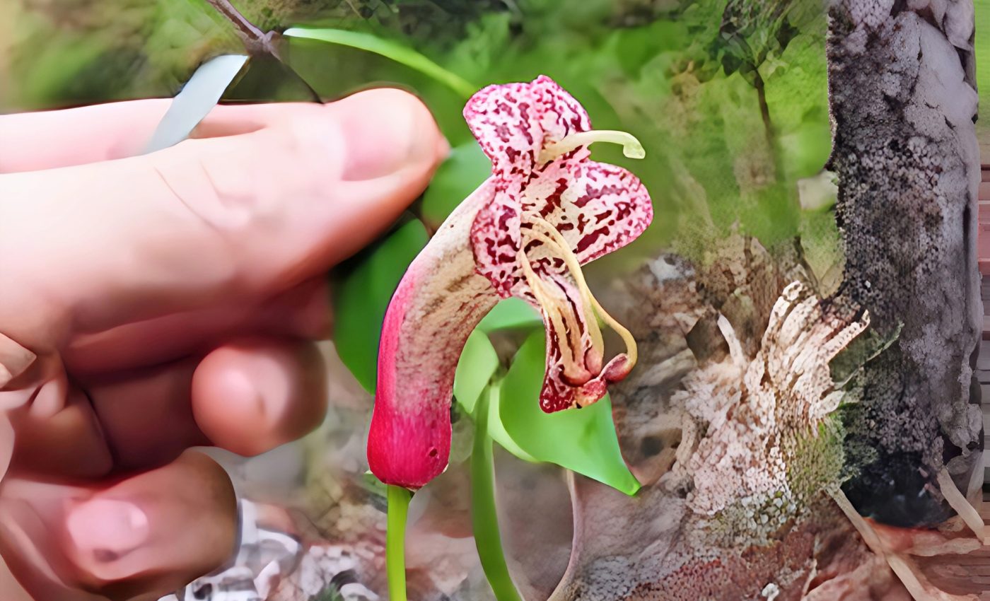 Beautiful new 'lipstick vine' found in the Philippine rainforest