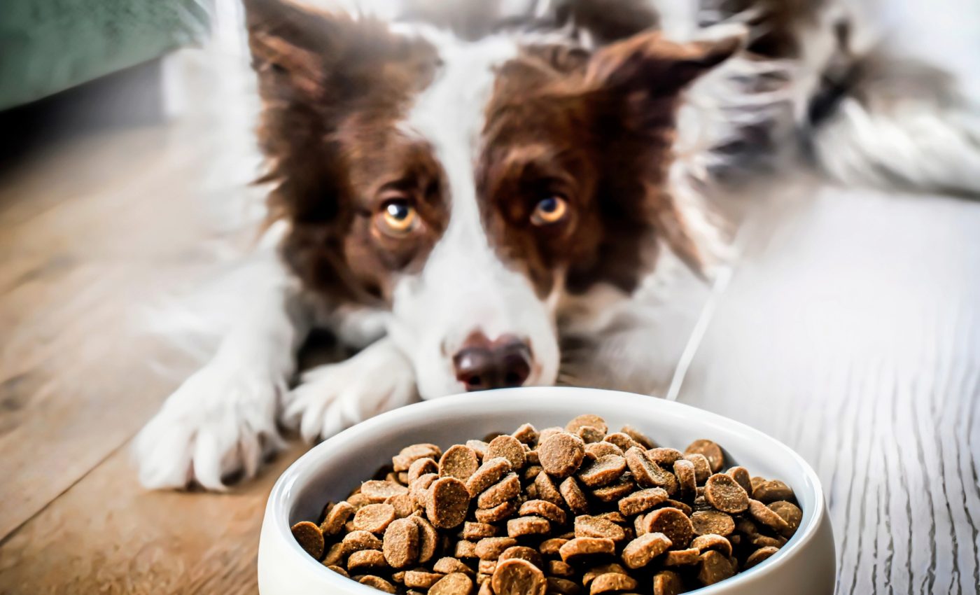 Dog owners' ages and beliefs influence their pet food choices