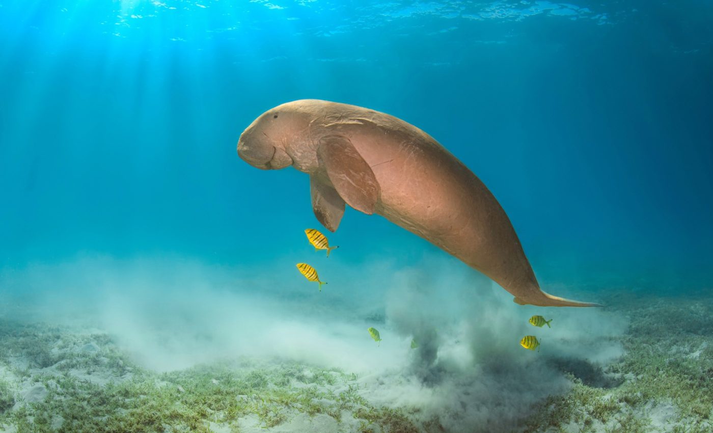 Marine animals swim at the perfect depth to save energy