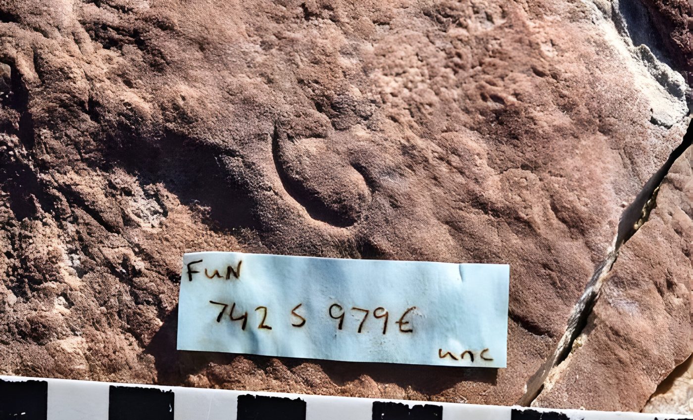 Tiny worm fossil helps solve an evolutionary mystery