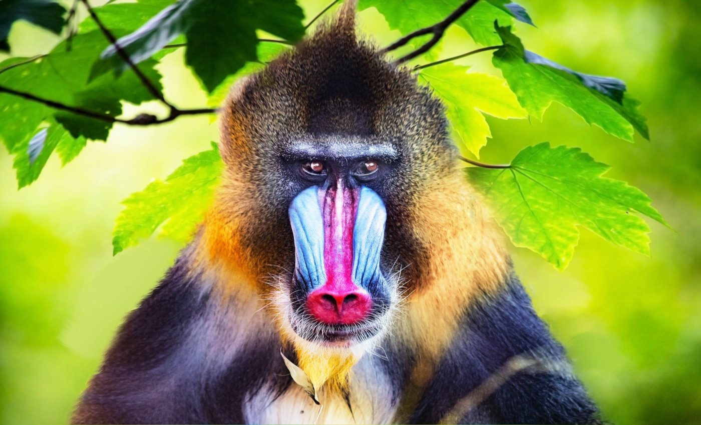 Primate evolution: Completing the timetree of life for all of our closest relatives