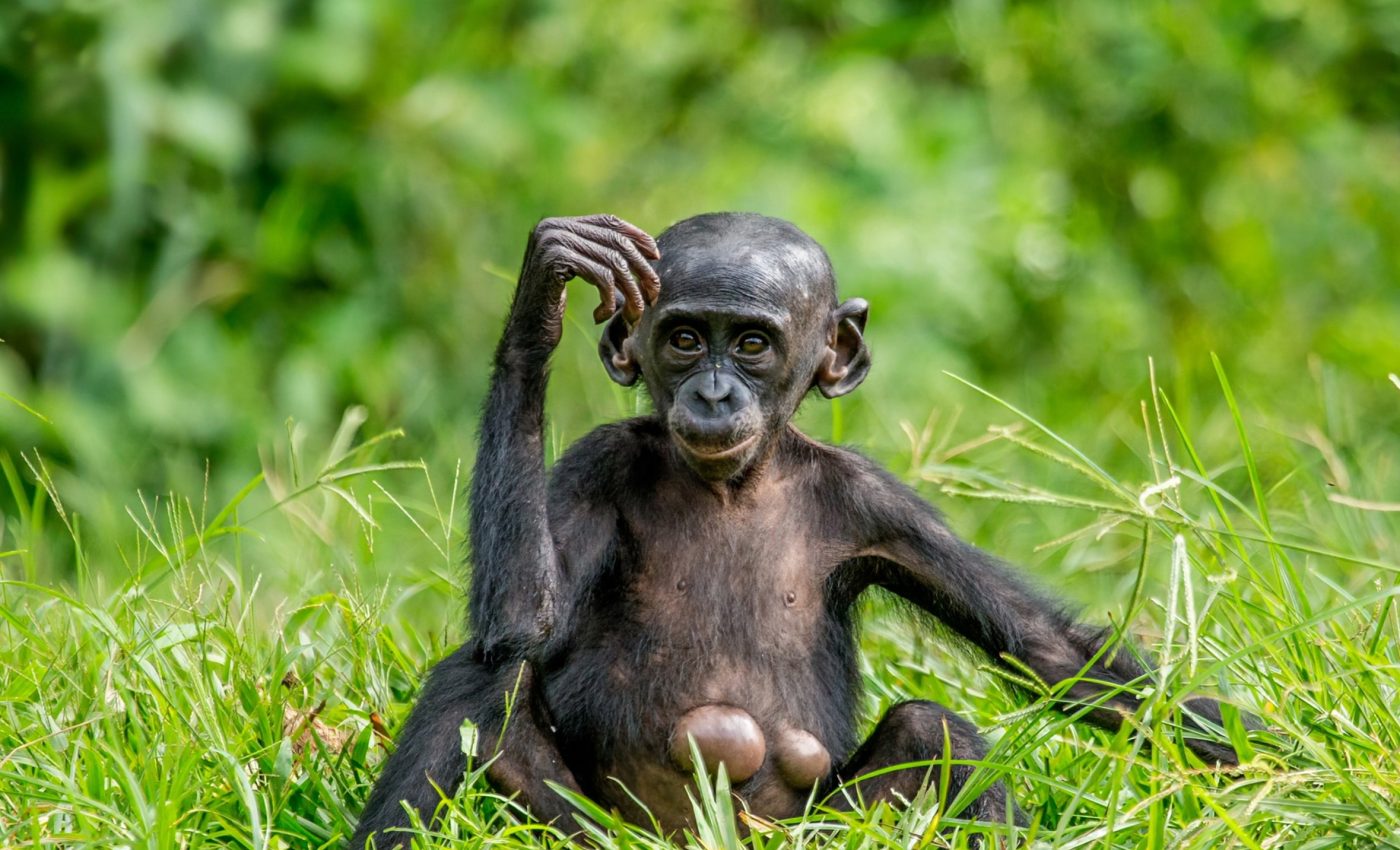 Orphaned bonobos can regain social skills and empathy