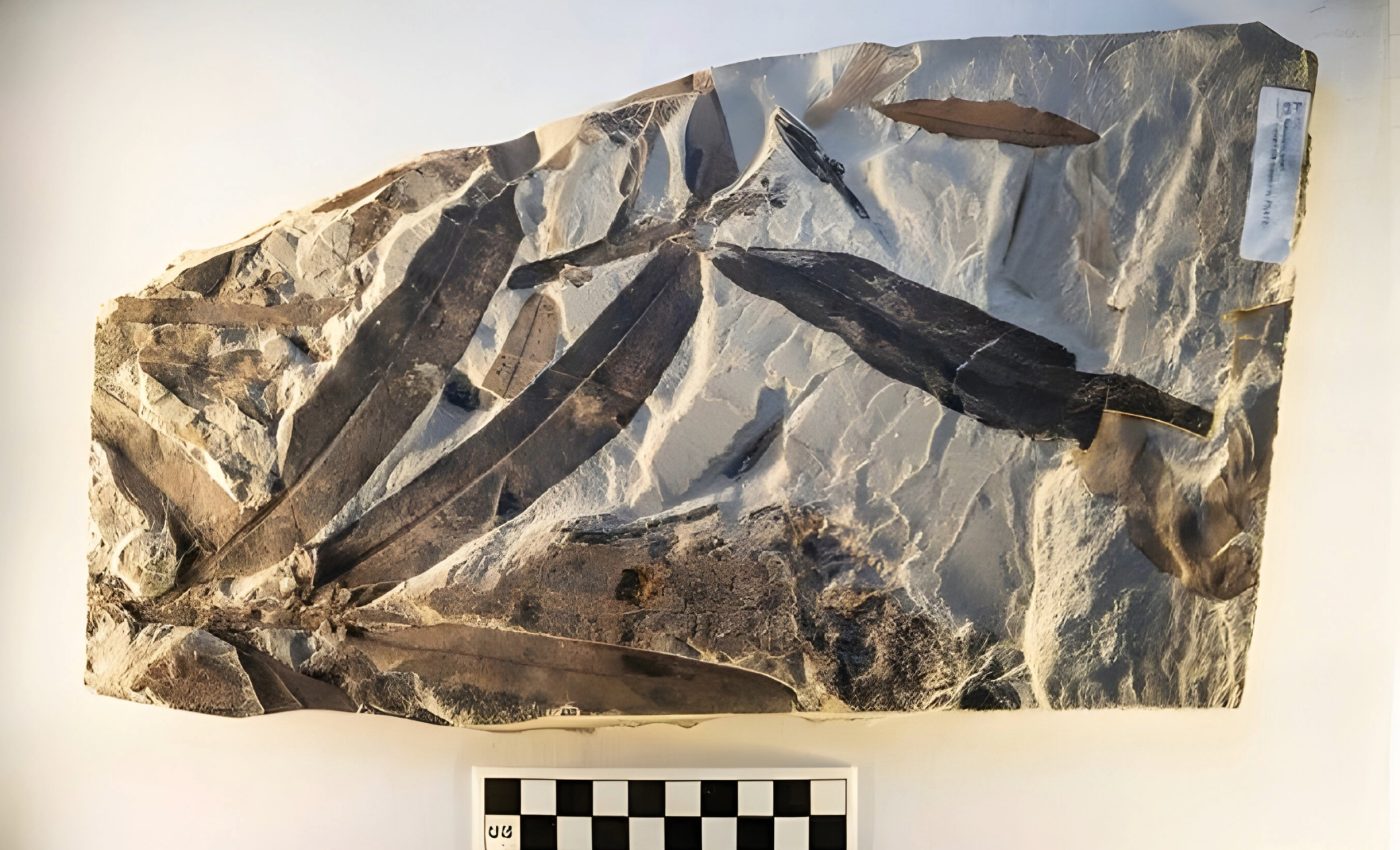 Fossil mystery: The "alien plant" that defies classification
