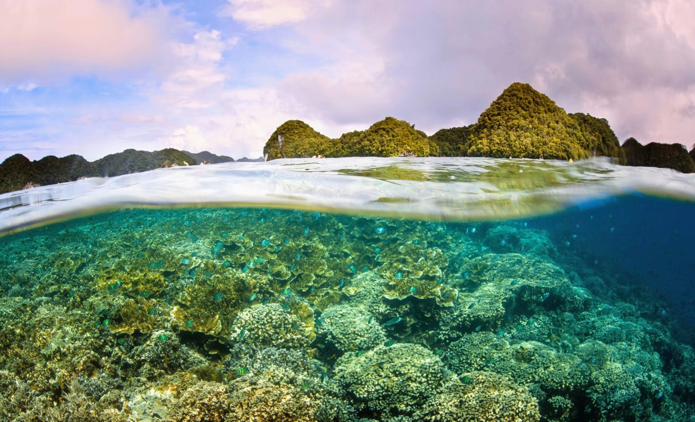 Corals count on nearby neighbors for successful reproduction