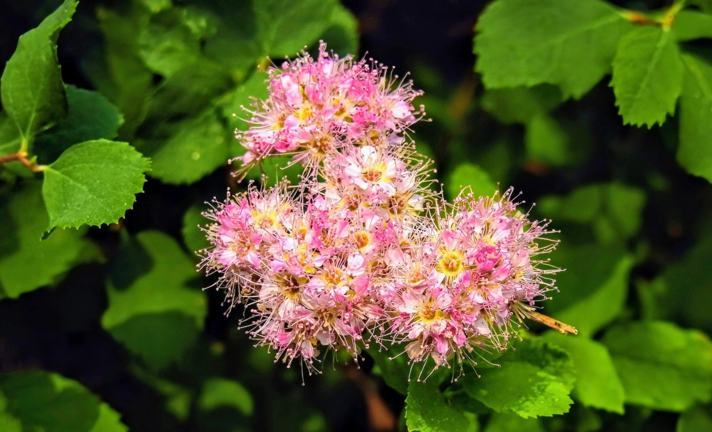 Shrubs play a dual role in forest recovery following wildfires