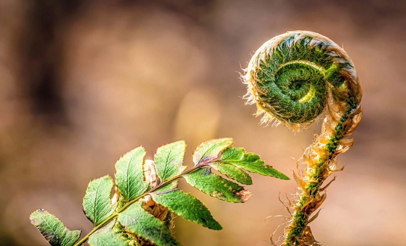 Ferns evolving backward: A new look at the evolution of life