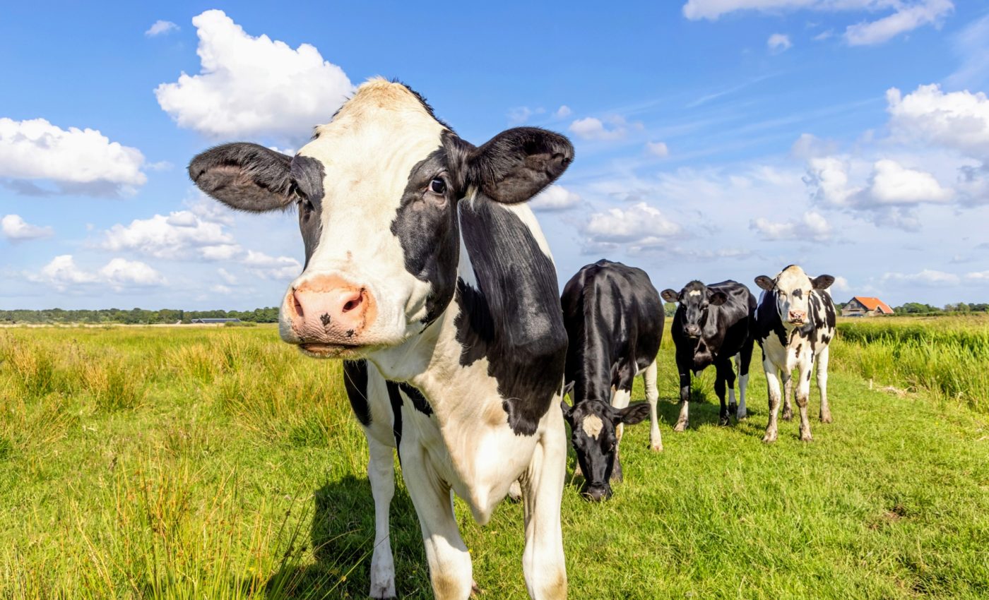 Sugar solution could replace antibiotics for treating dairy cows