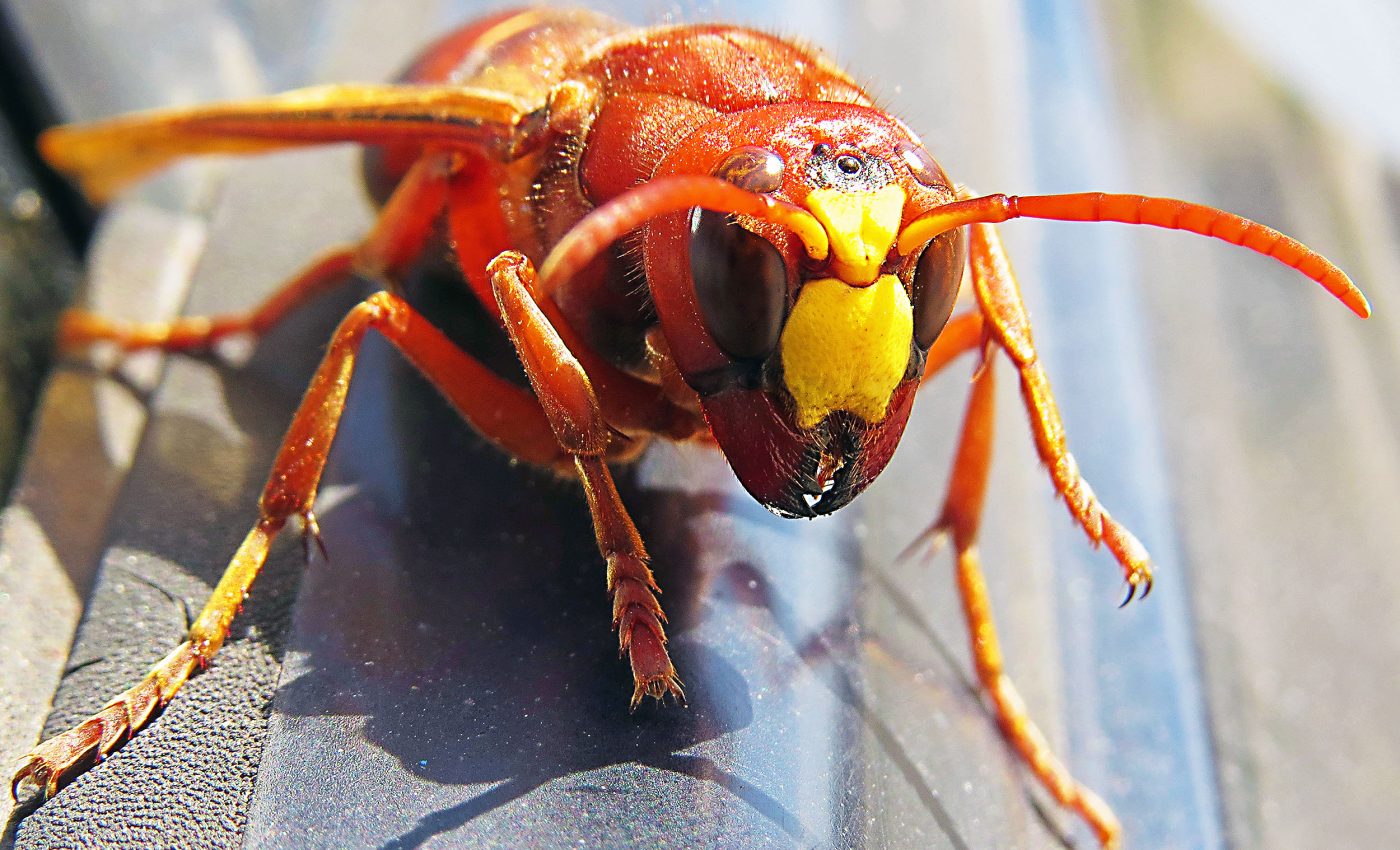 Victory: Invasive 'murder hornets' have been completely eradicated from the US
