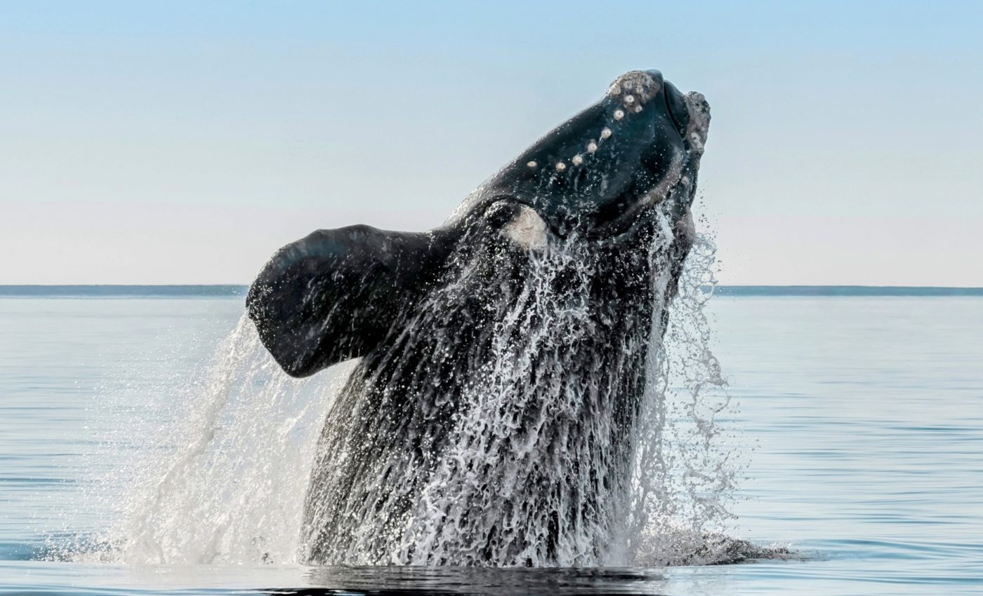 Right whales live nearly twice as long as we thought