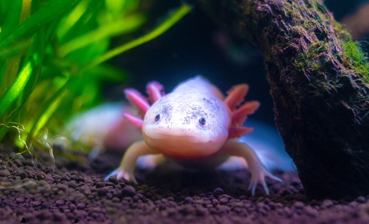 Axolotls have exploded in popularity, but they are also fighting extinction