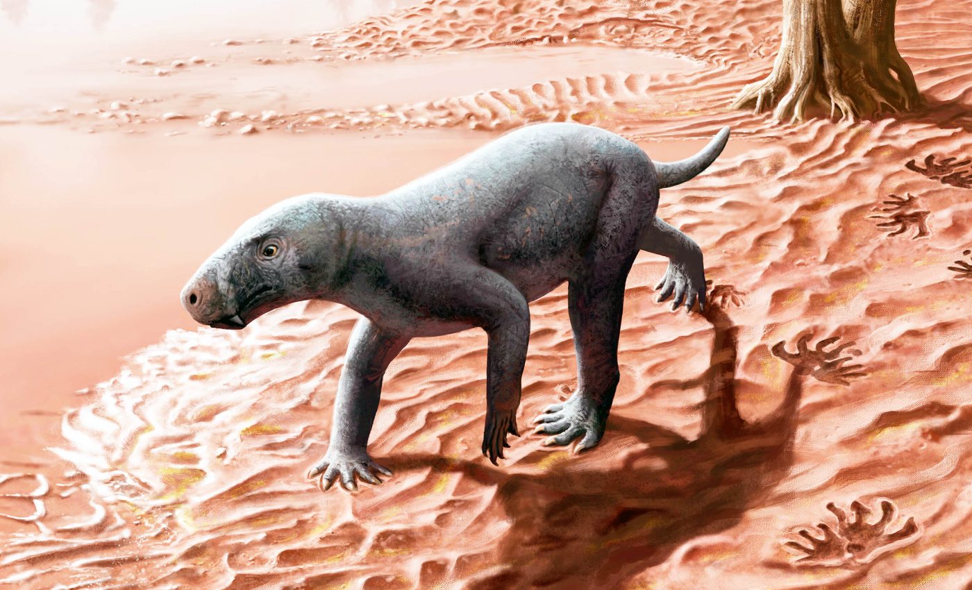 World's oldest mammal ancestor ever discovered had 'saber teeth'