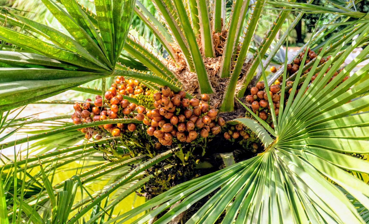 Amazon trees are critically endangered, even in protected areas