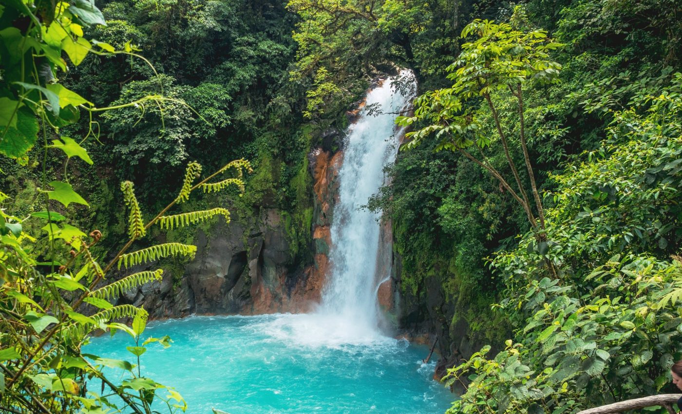 Six new tree species identified in Columbia and Panama