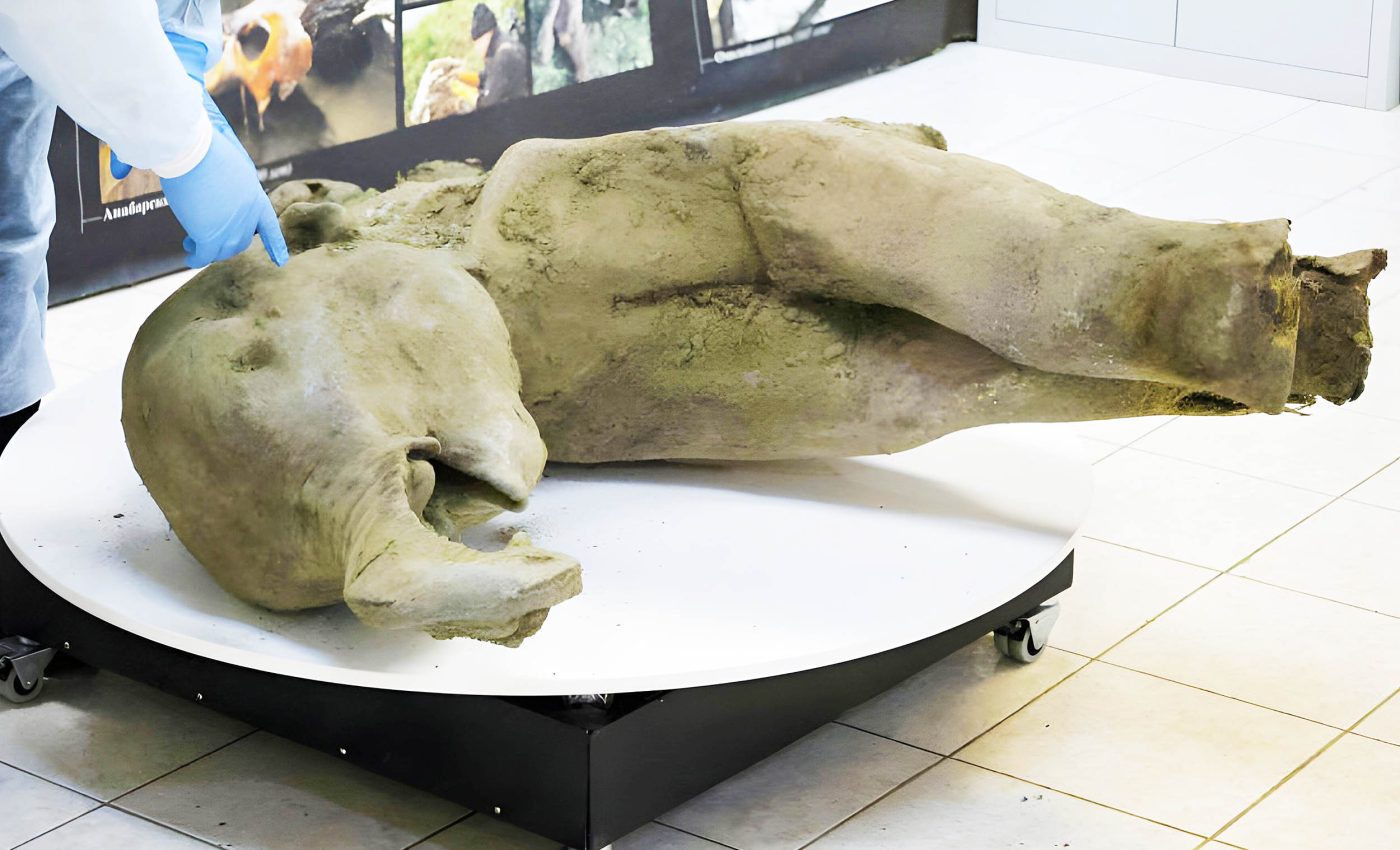 50,000-year-old baby mammoth is 'best preserved' specimen ever found