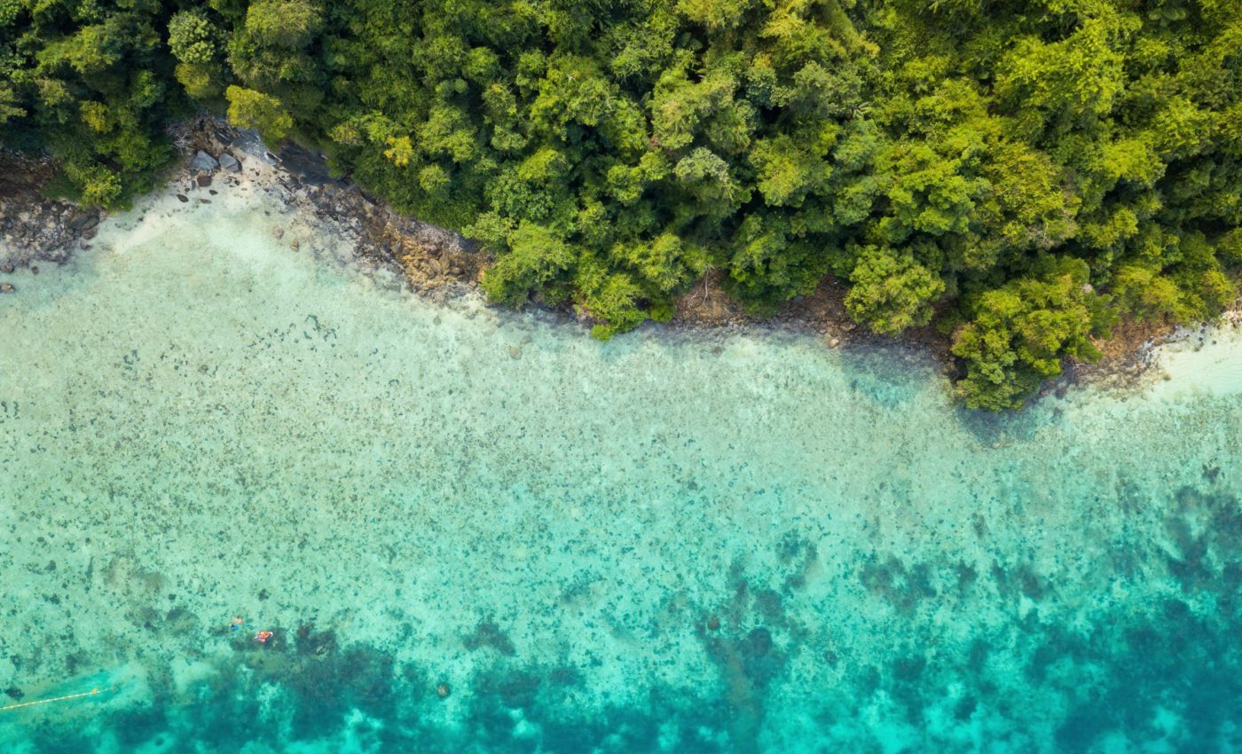 Carbon sinks are losing their ability to absorb CO2