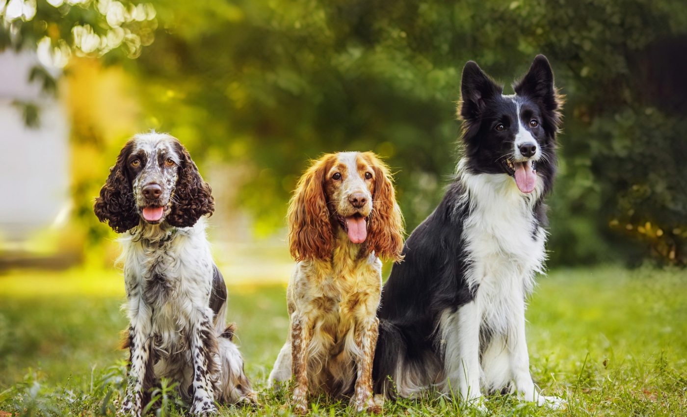 Dog parks may be fueling parasite outbreaks