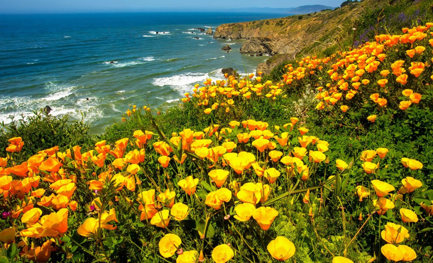 California’s native wildflowers can be restored by raking dead grass