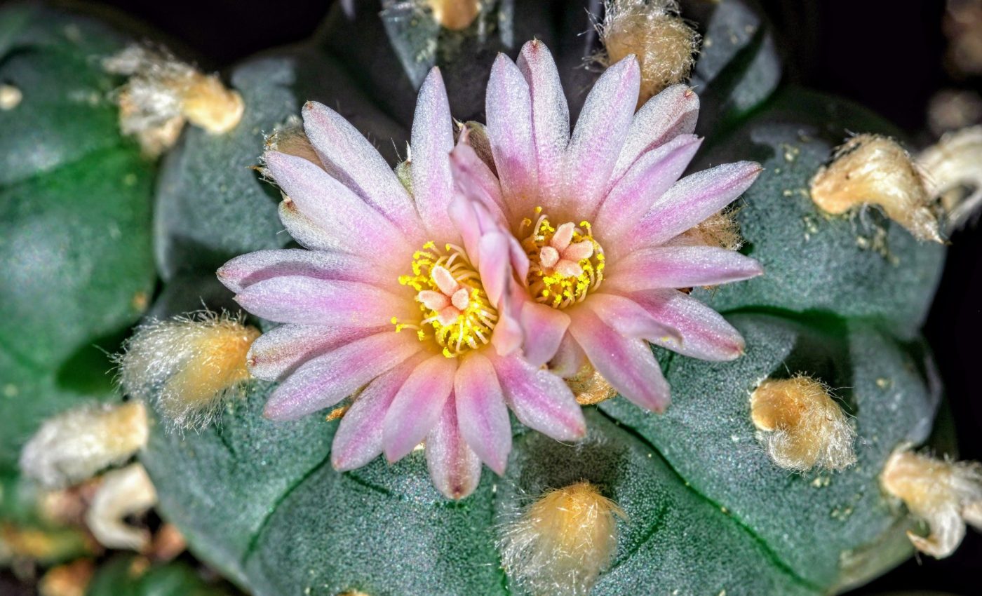 Sacred peyote gardens: A cultural legacy under threat