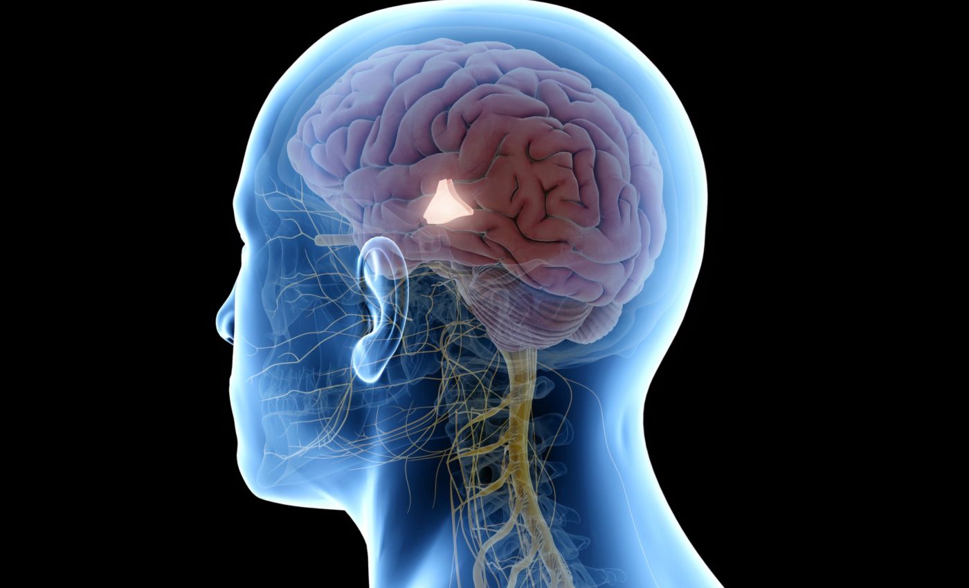 "Aging hotspot" found in the brain may hold the key to longevity