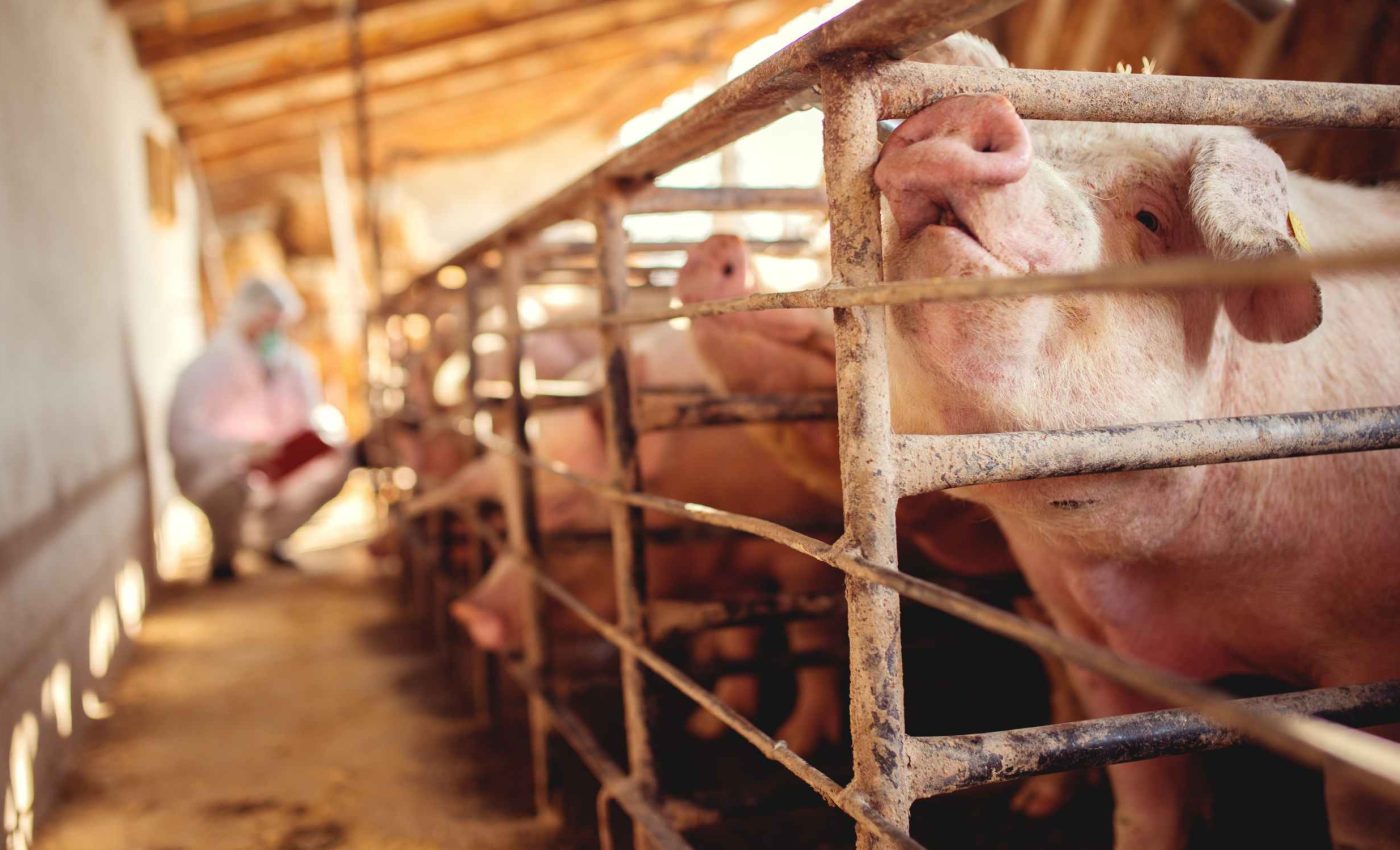 Scientists report first case of rare parasite in pigs, posing human health risks