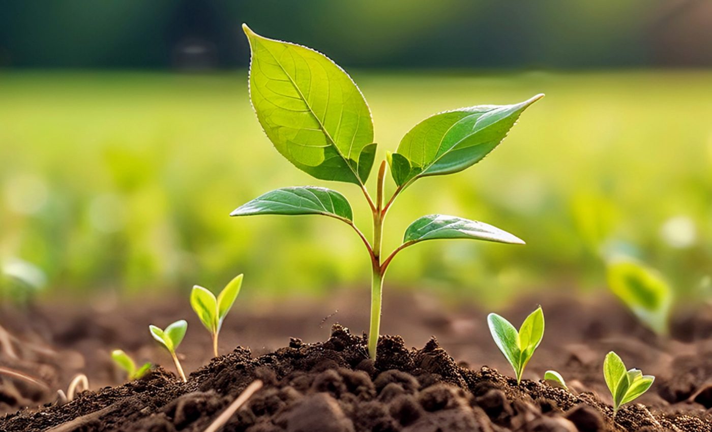 Soil bacteria help plants balance growth and immunity