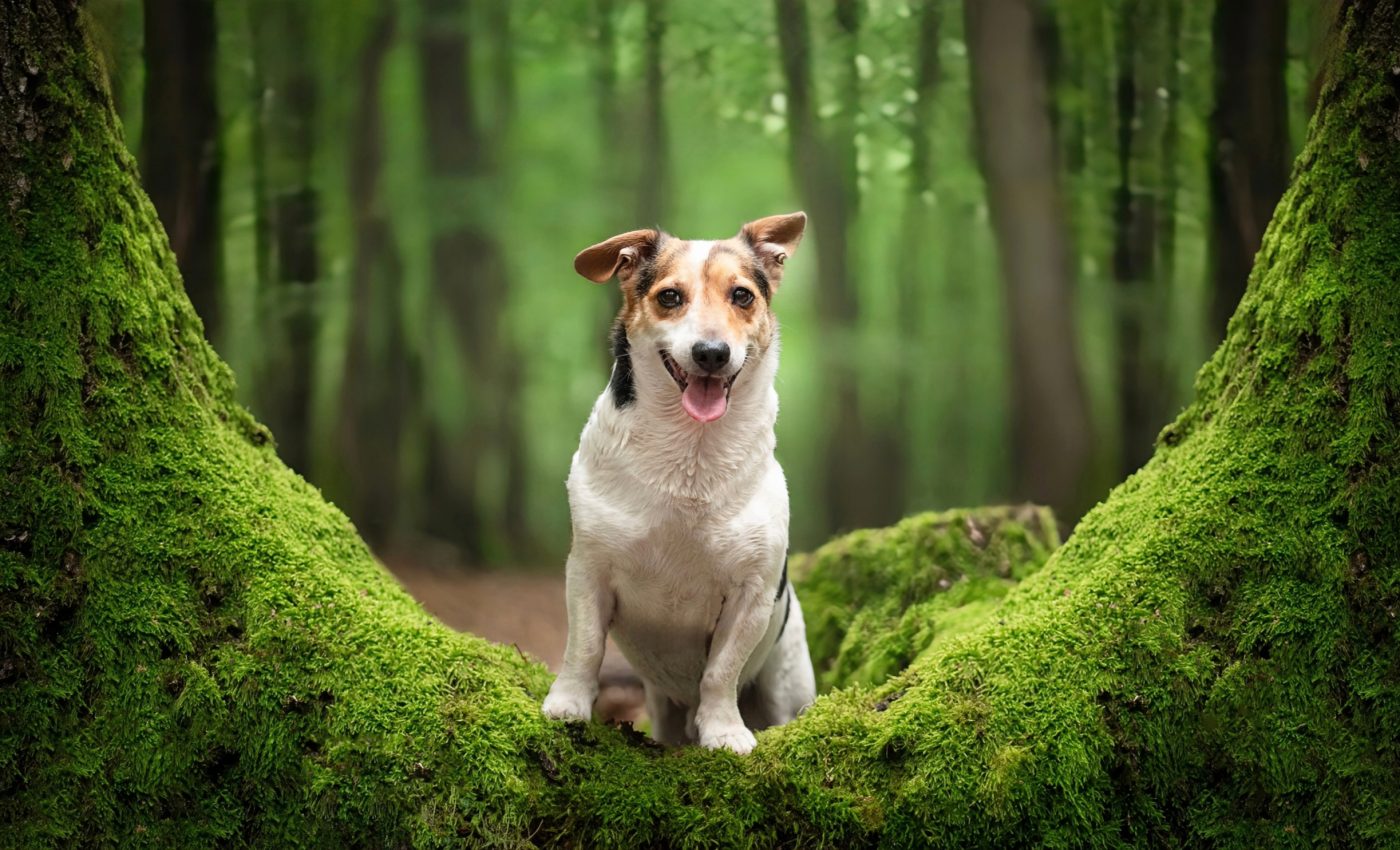 Trained dogs can sniff out invasive pests in forests
