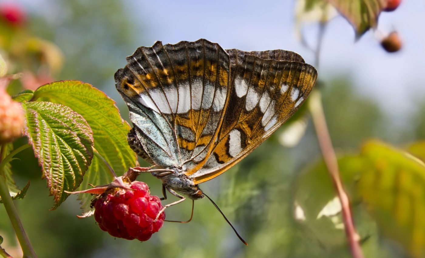 How pollinators boost the nutritional value of crops
