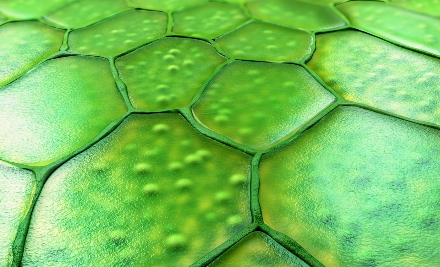 Plants may control their own microbiomes