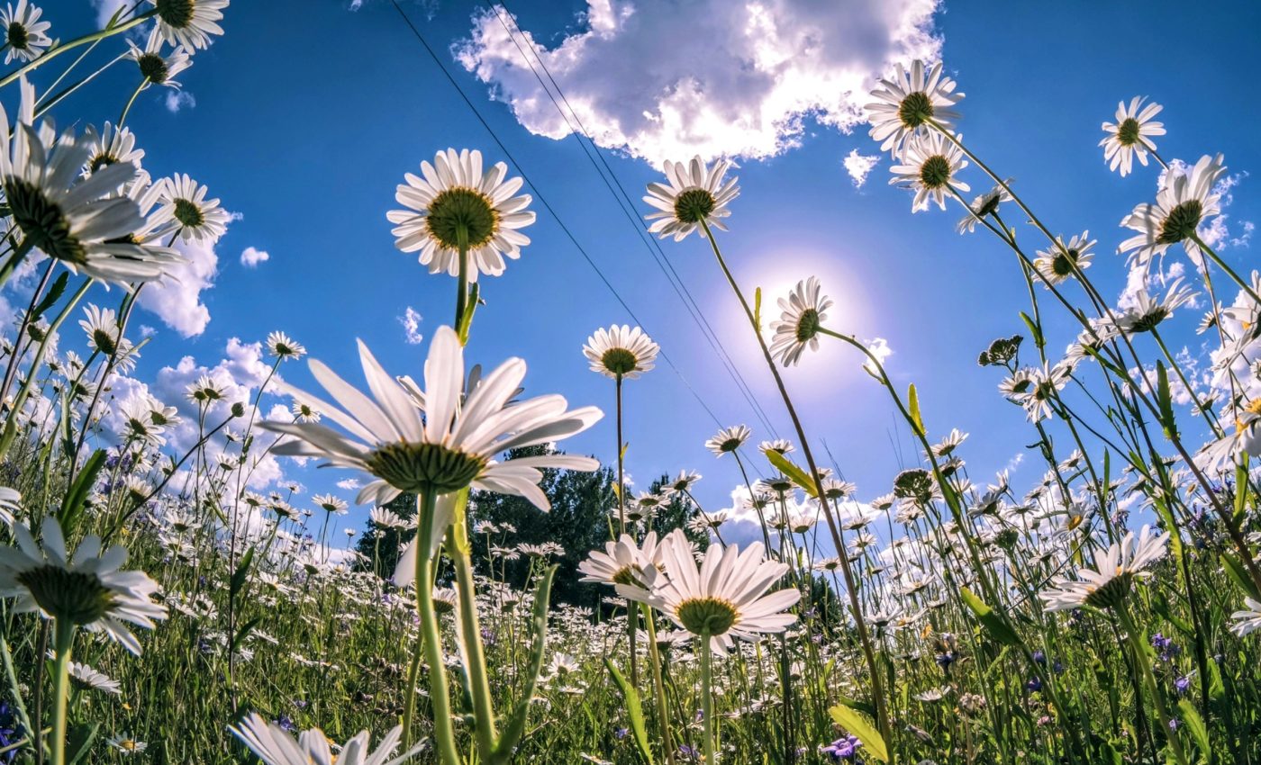 Soil bacteria help plants stay calm and keep growing