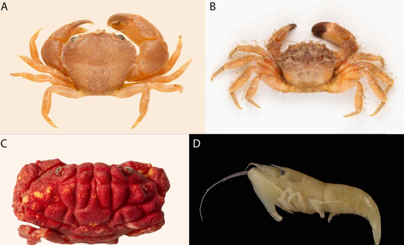 New invasive crustacean species discovered in the Mediterranean