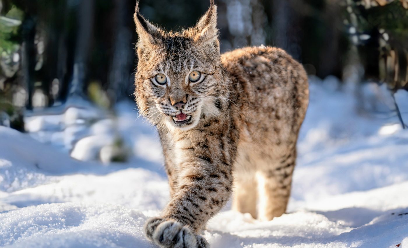 Protecting lynx habitat in a shifting landscape