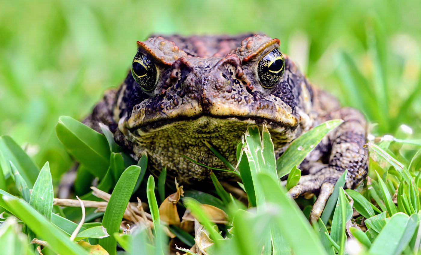 Ecosystem attack: Predicting the success of species invasions