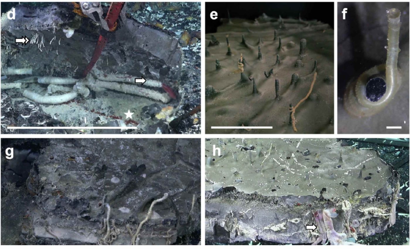 Giant marine worms found living under the ocean floor