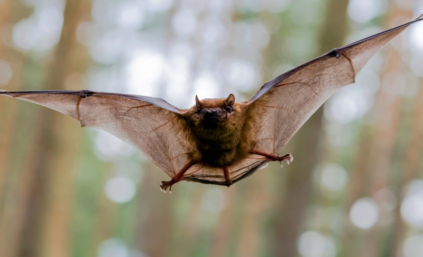 Bats 'surf' the winds of storms during migration