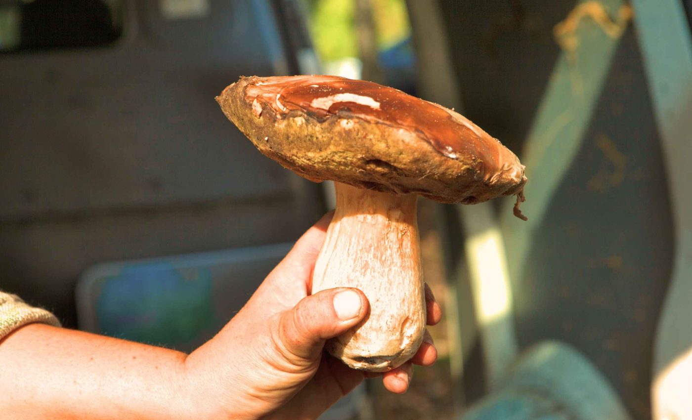 Wild mushrooms contain substances that improve sleep, mood and cognitive health