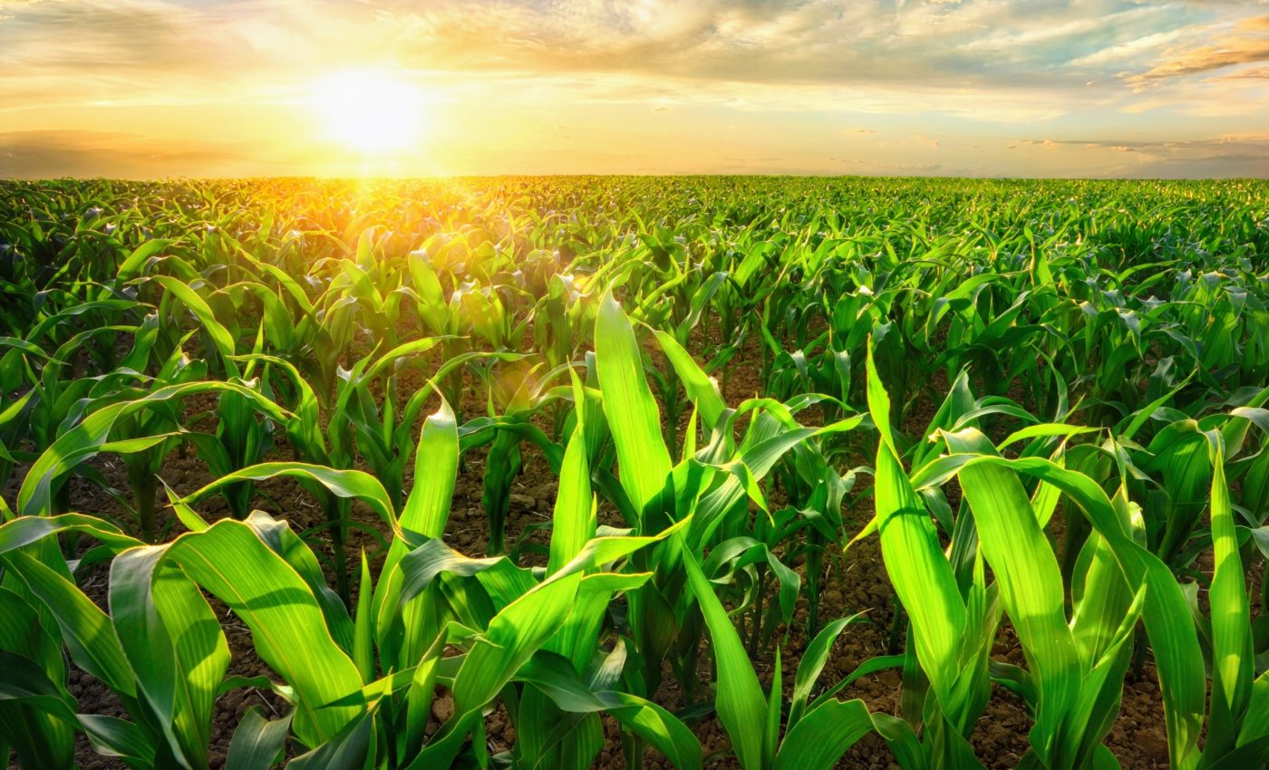 How the U.S. Corn Belt influences its own weather
