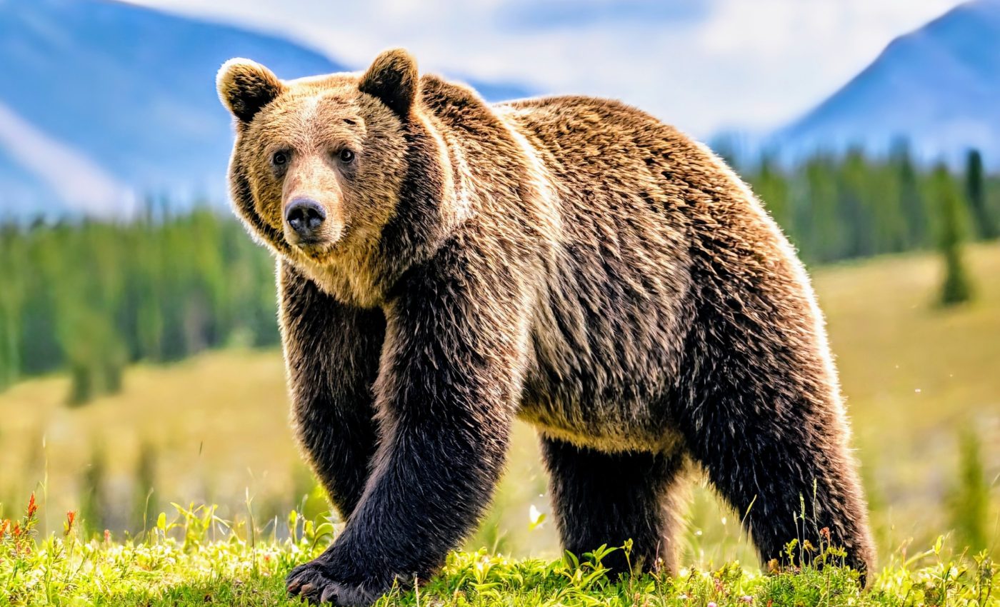 Mountain recreation displaces large carnivores from their habitats