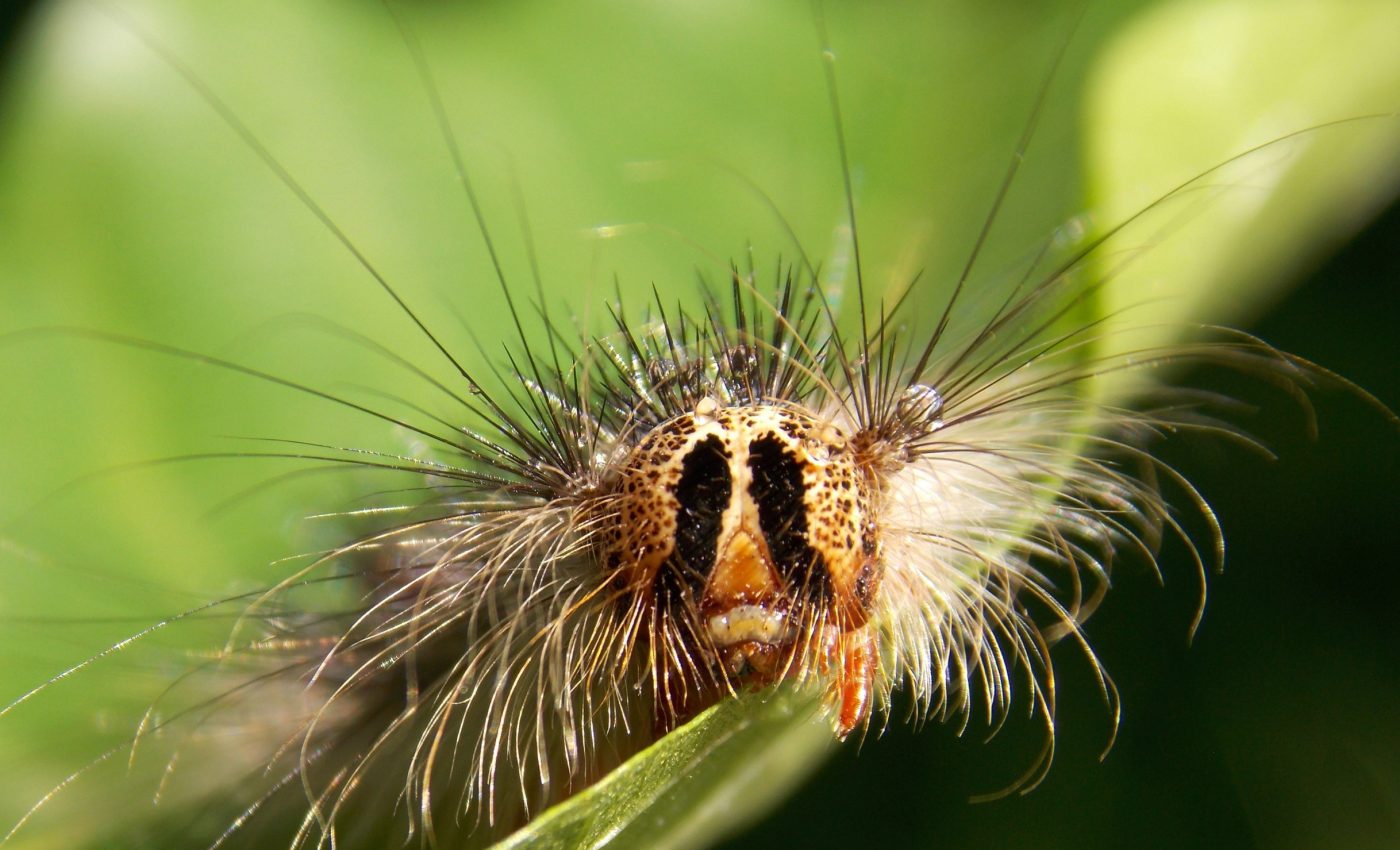 Nature's defense against the invasive spongy moth is fading