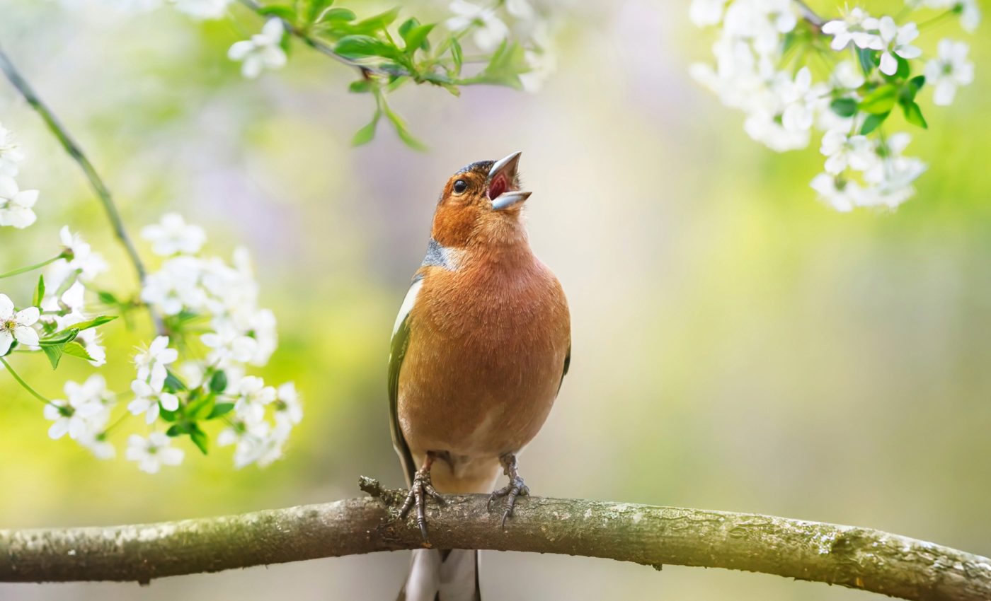 Habitat and evolution shape the unique sounds of birds