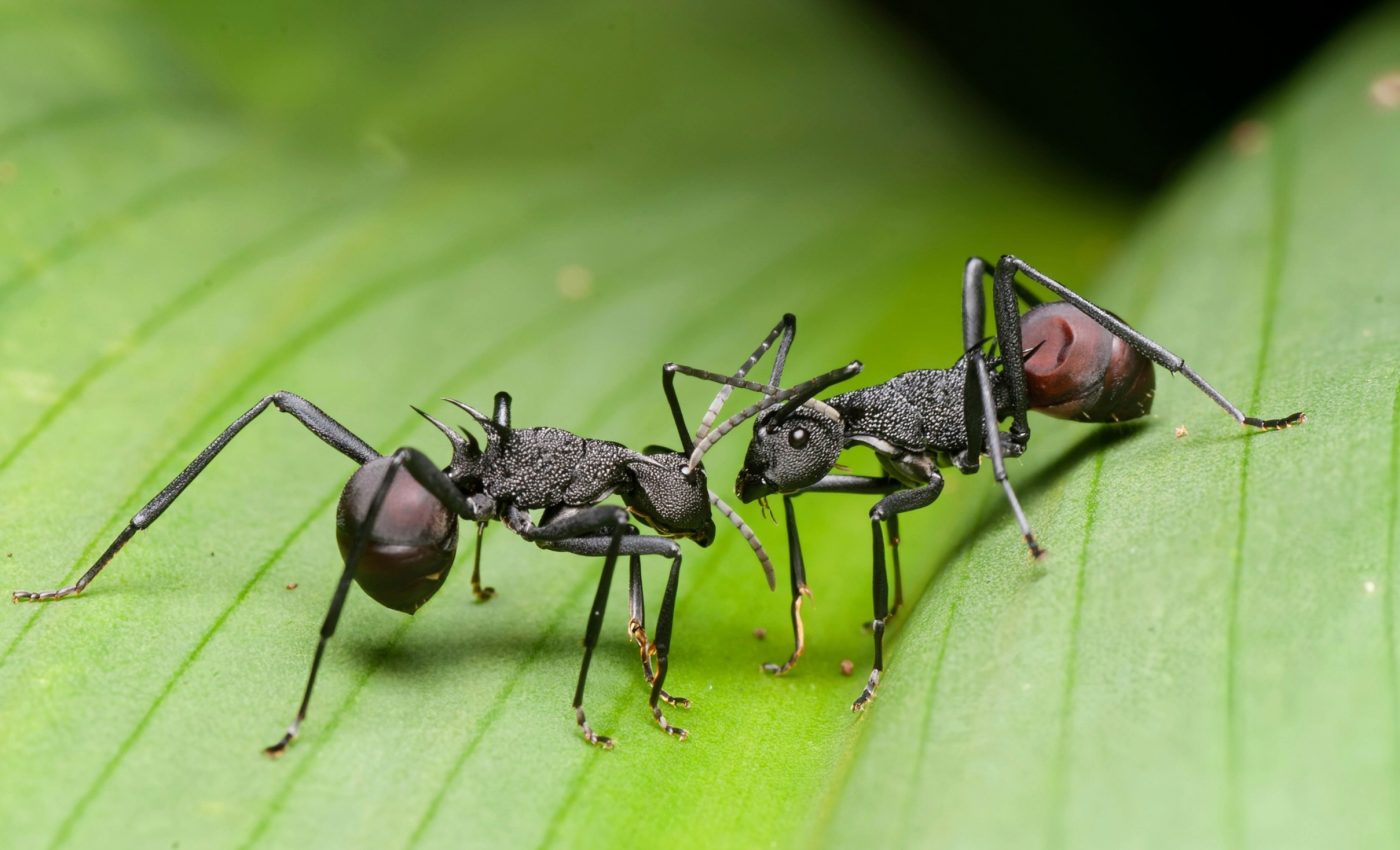 Ants 'hold a grudge' against aggressive rivals